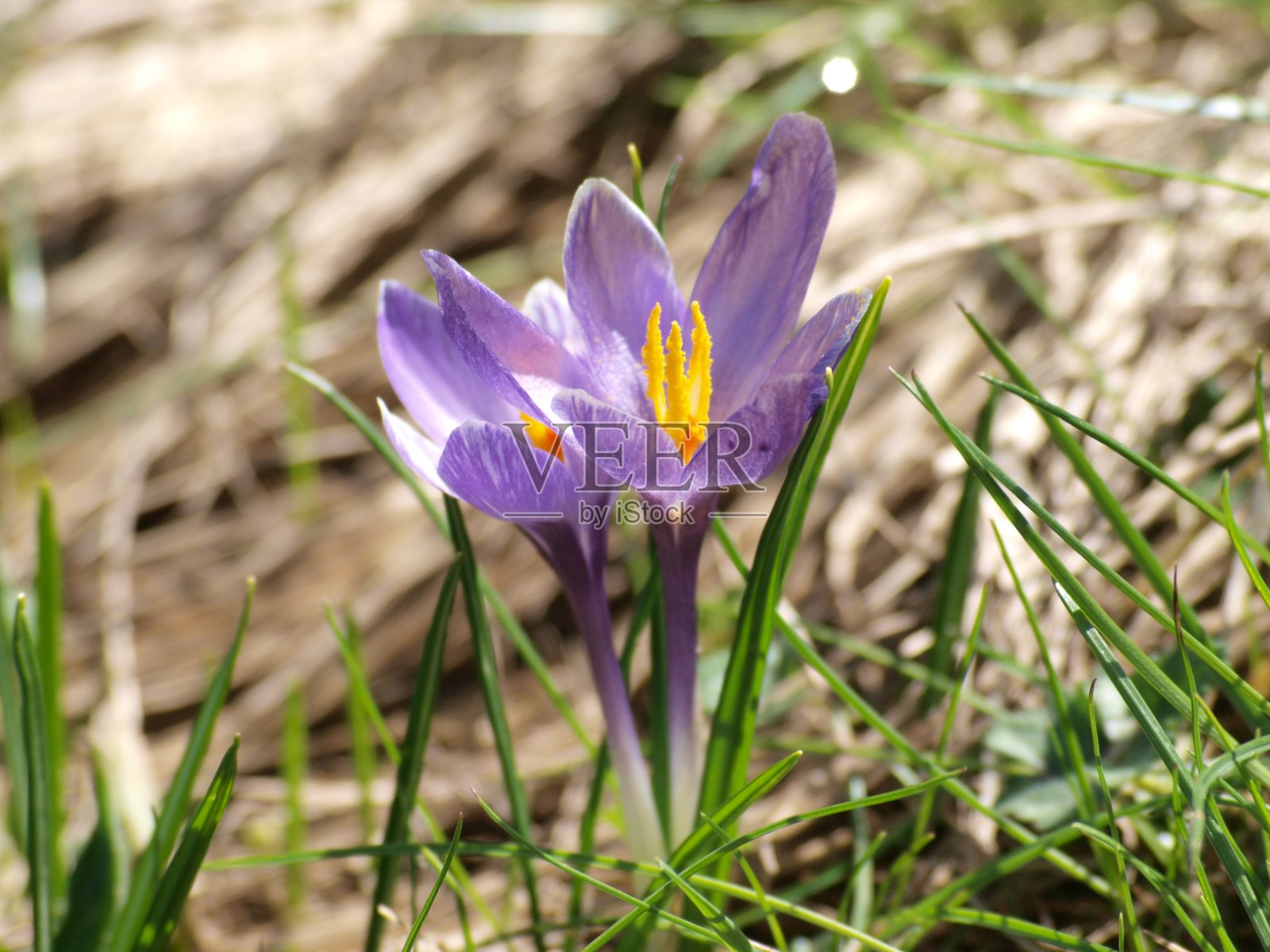番红花属照片摄影图片