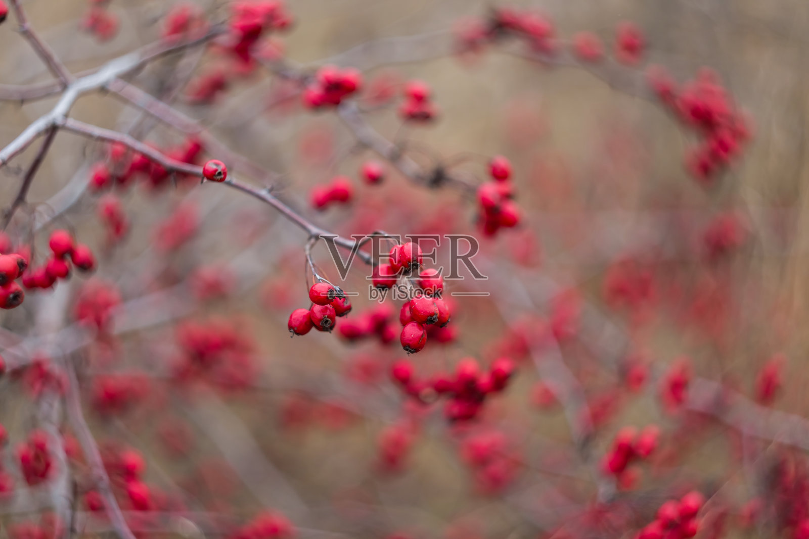 特写秋天的山楂树照片摄影图片
