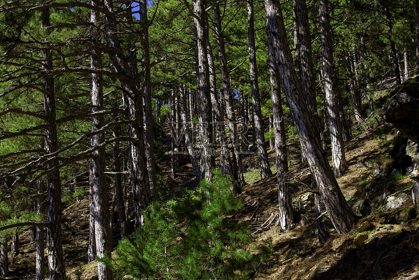 森林里的树木，秋天的早晨照片摄影图片