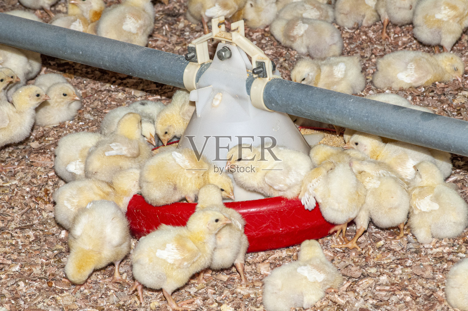 家禽养殖场谷仓里的小鸡照片摄影图片