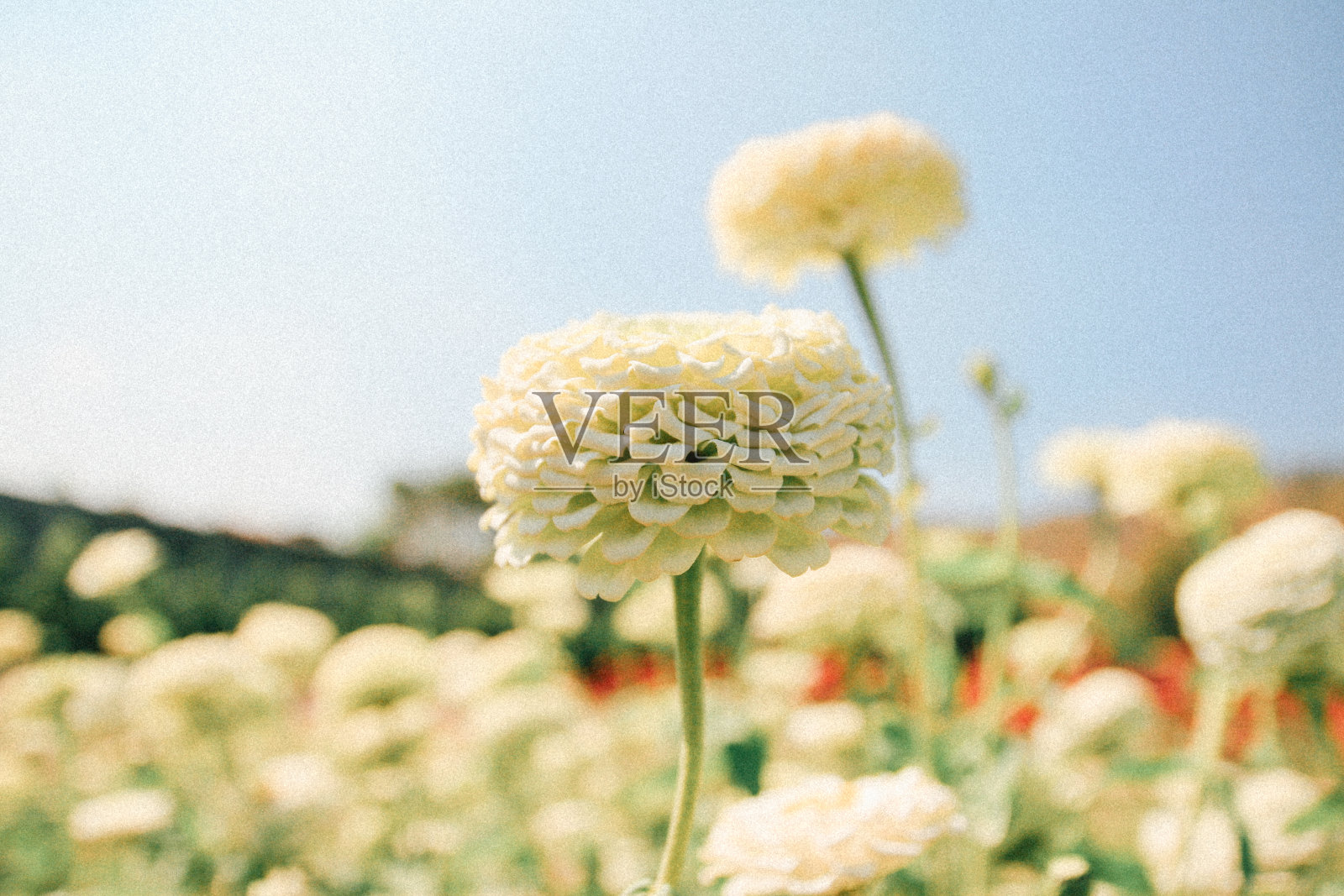 白色的菊花照片摄影图片