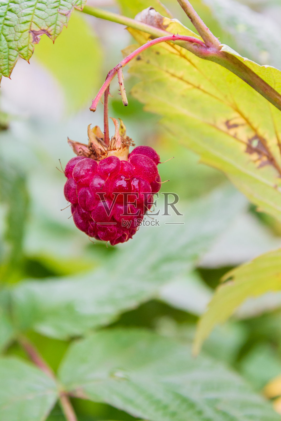 夏天，成熟的红覆盆子在灌木丛上成熟照片摄影图片