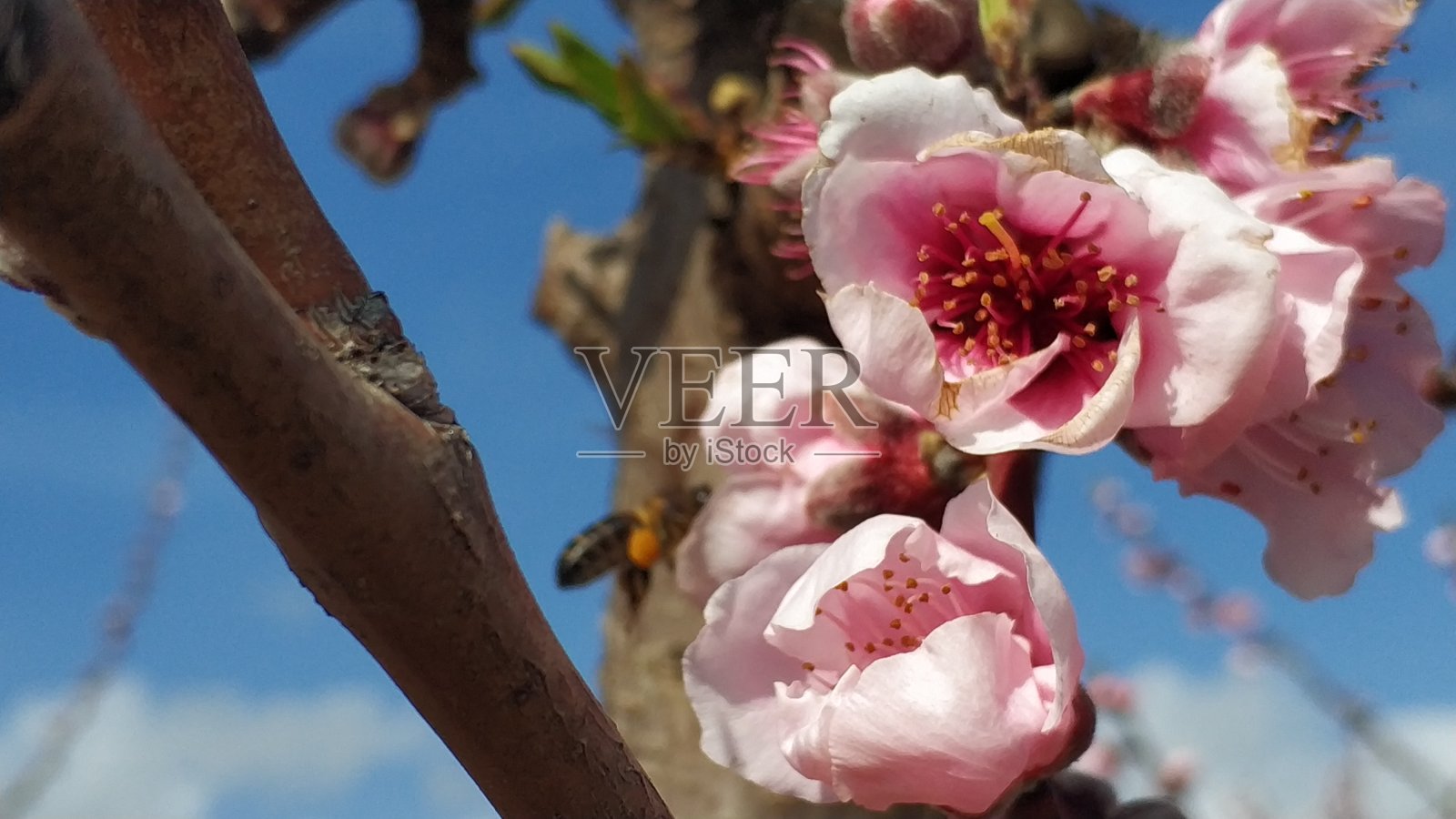 植物群和开花的木耳花照片摄影图片