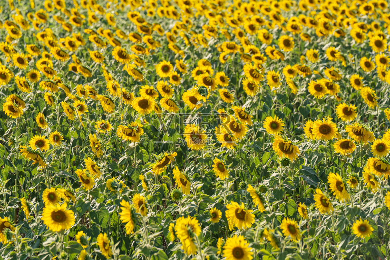 向日葵花园照片摄影图片