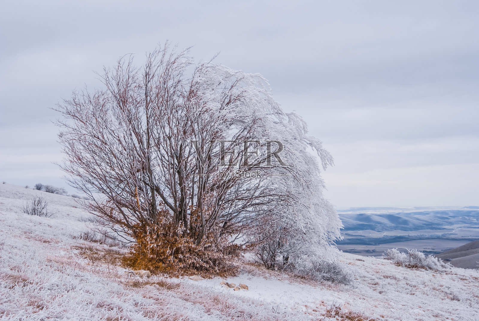 冬天山坡上的一棵结冰的树照片摄影图片