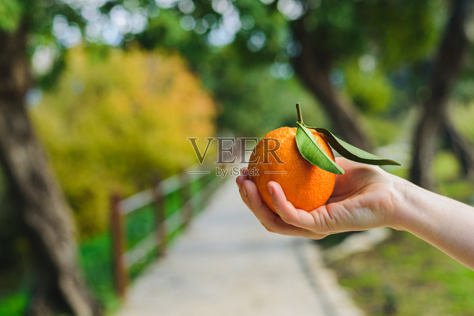 男人手持新鲜采摘的橙子照片摄影图片