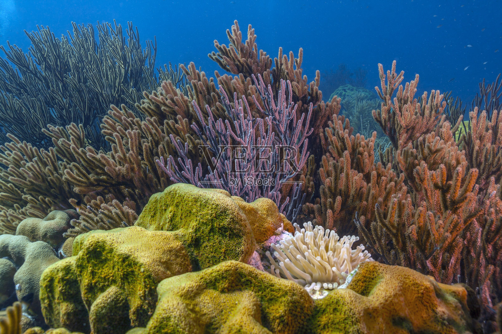 加勒比珊瑚花园照片摄影图片
