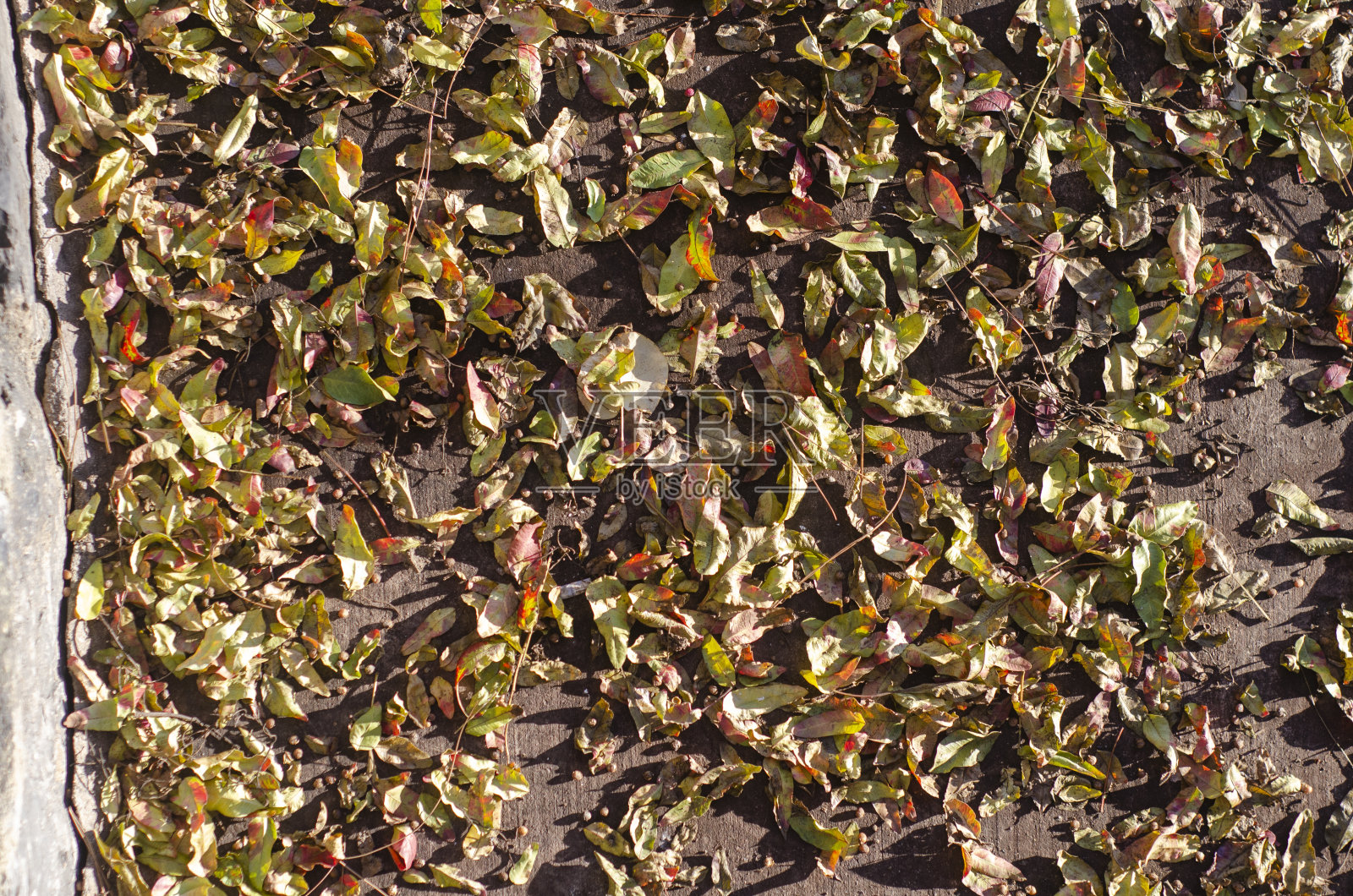 秋天的天然叶子照片摄影图片