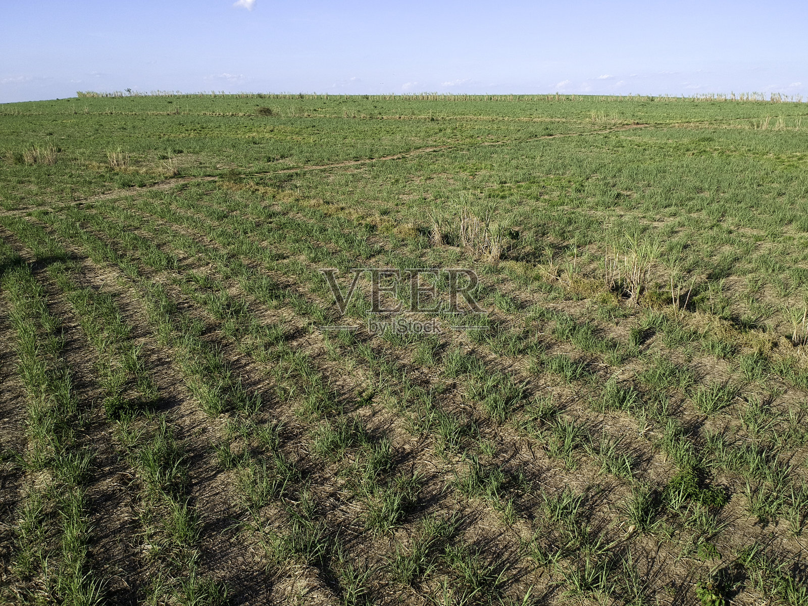 巴西圣保罗州的绿色甘蔗田照片摄影图片