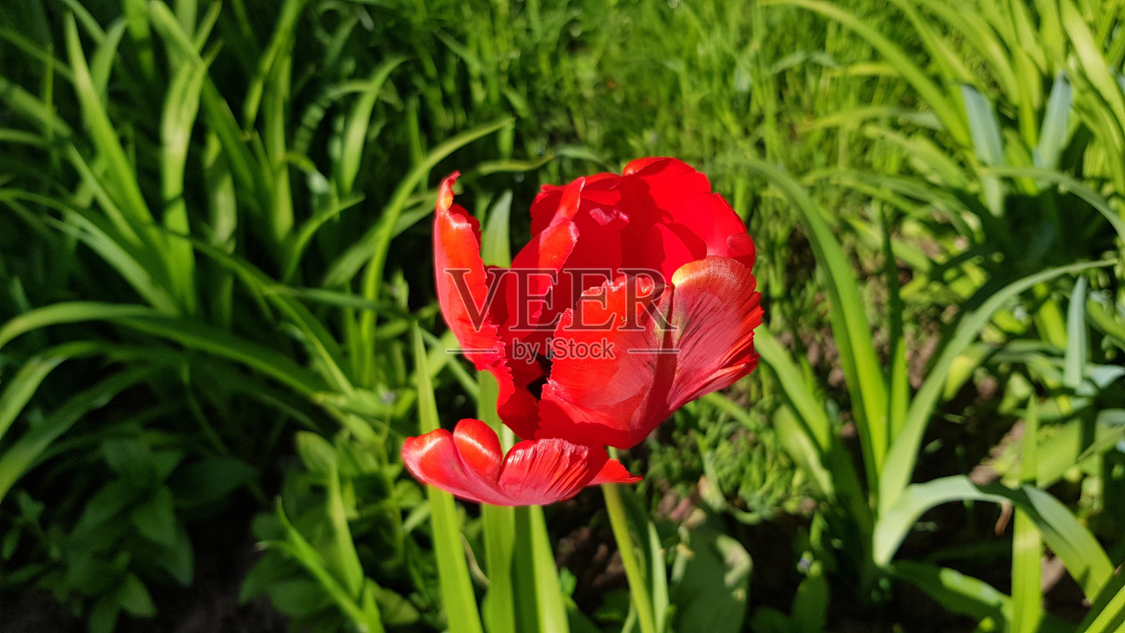 明亮的红色郁金香花与不均匀的花瓣特写在模糊的绿色草地背景。春天盛开的季节。花的背景。照片摄影图片