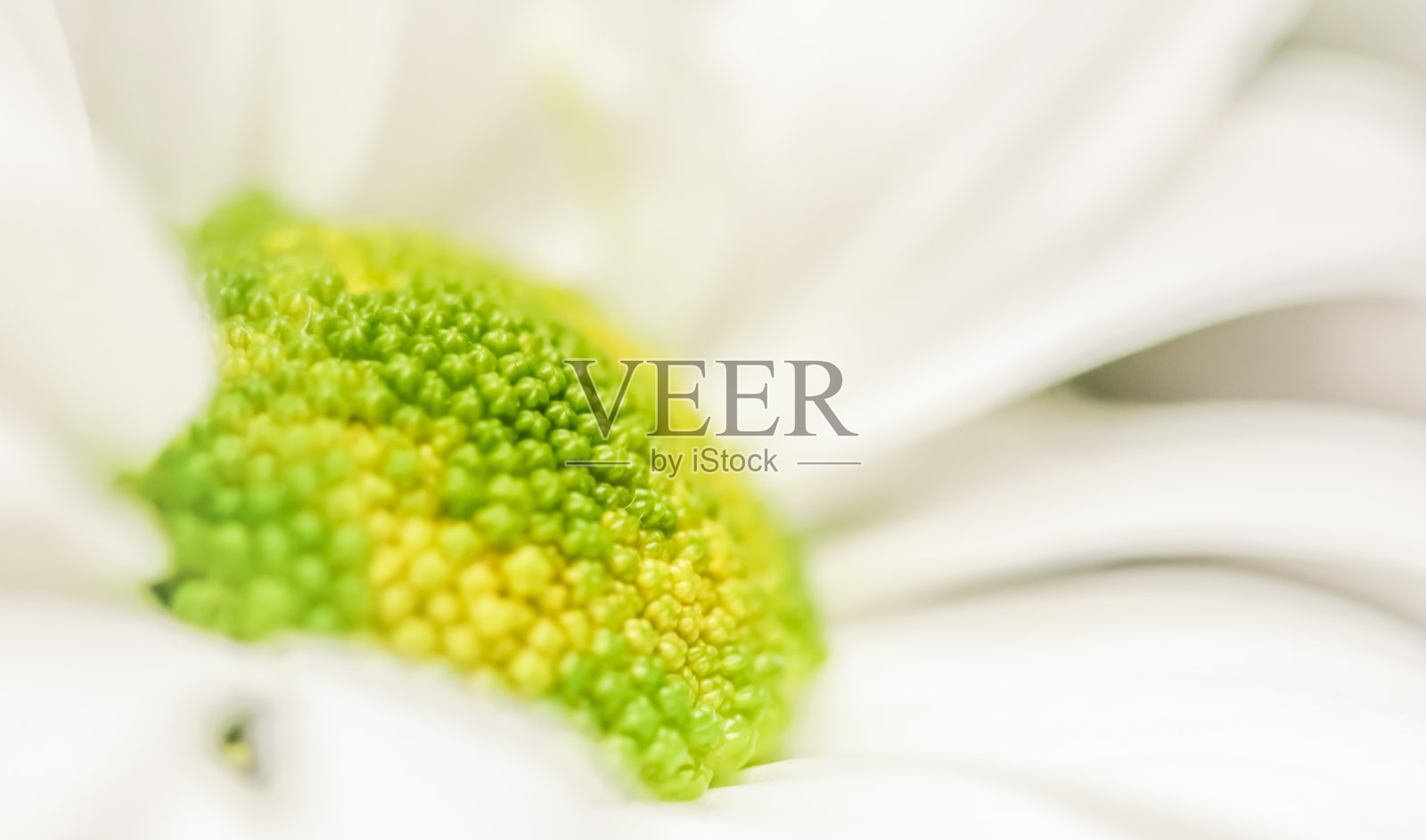 摘花背景，白色菊花花瓣。宏图花卉背景假日品牌设计照片摄影图片