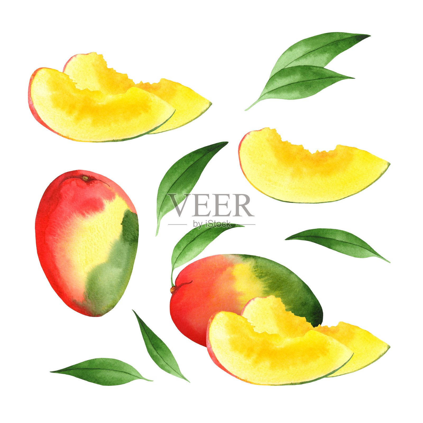 孤立的水彩芒果插画图片素材