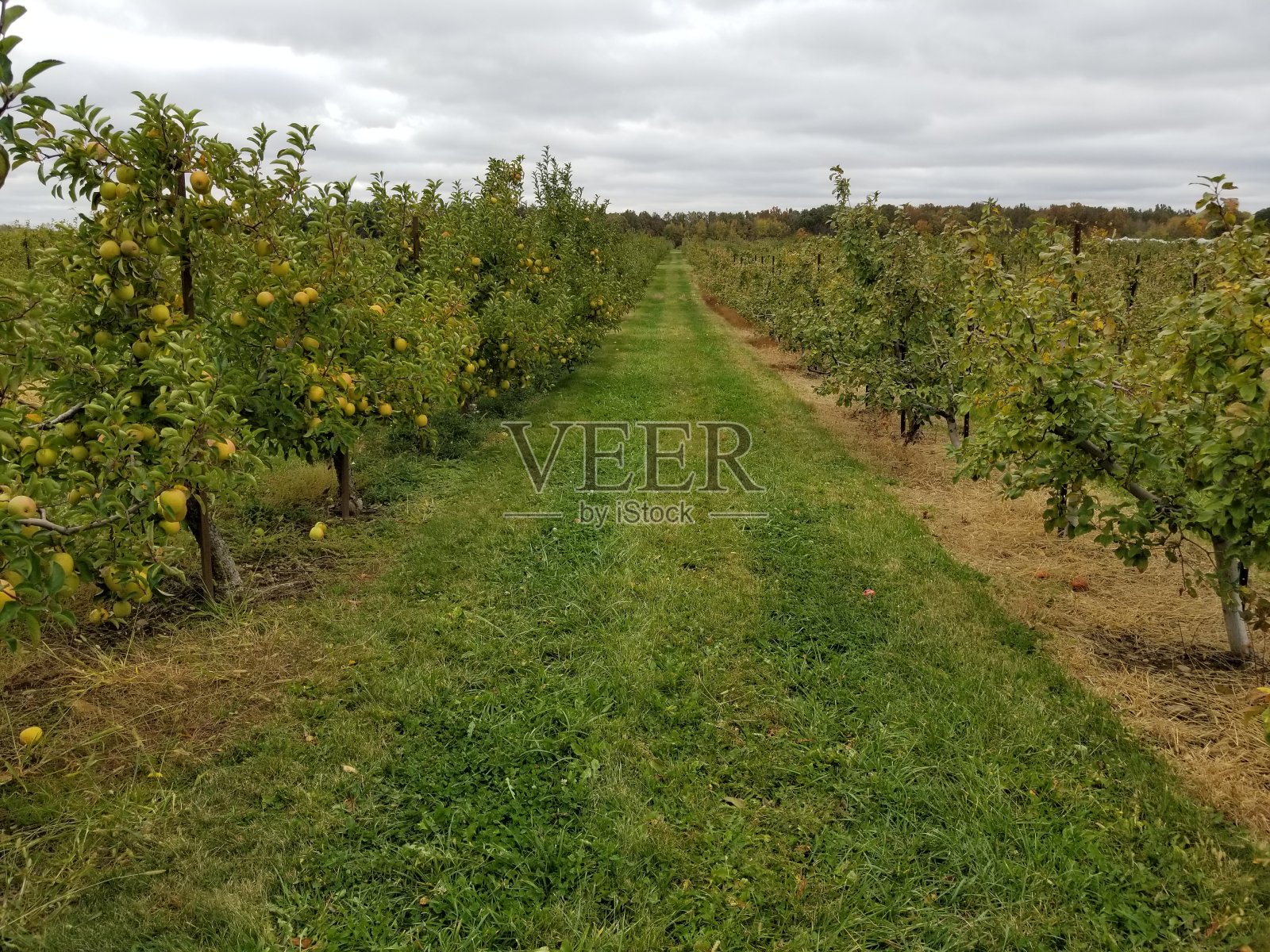 果园里有成排的金苹果照片摄影图片