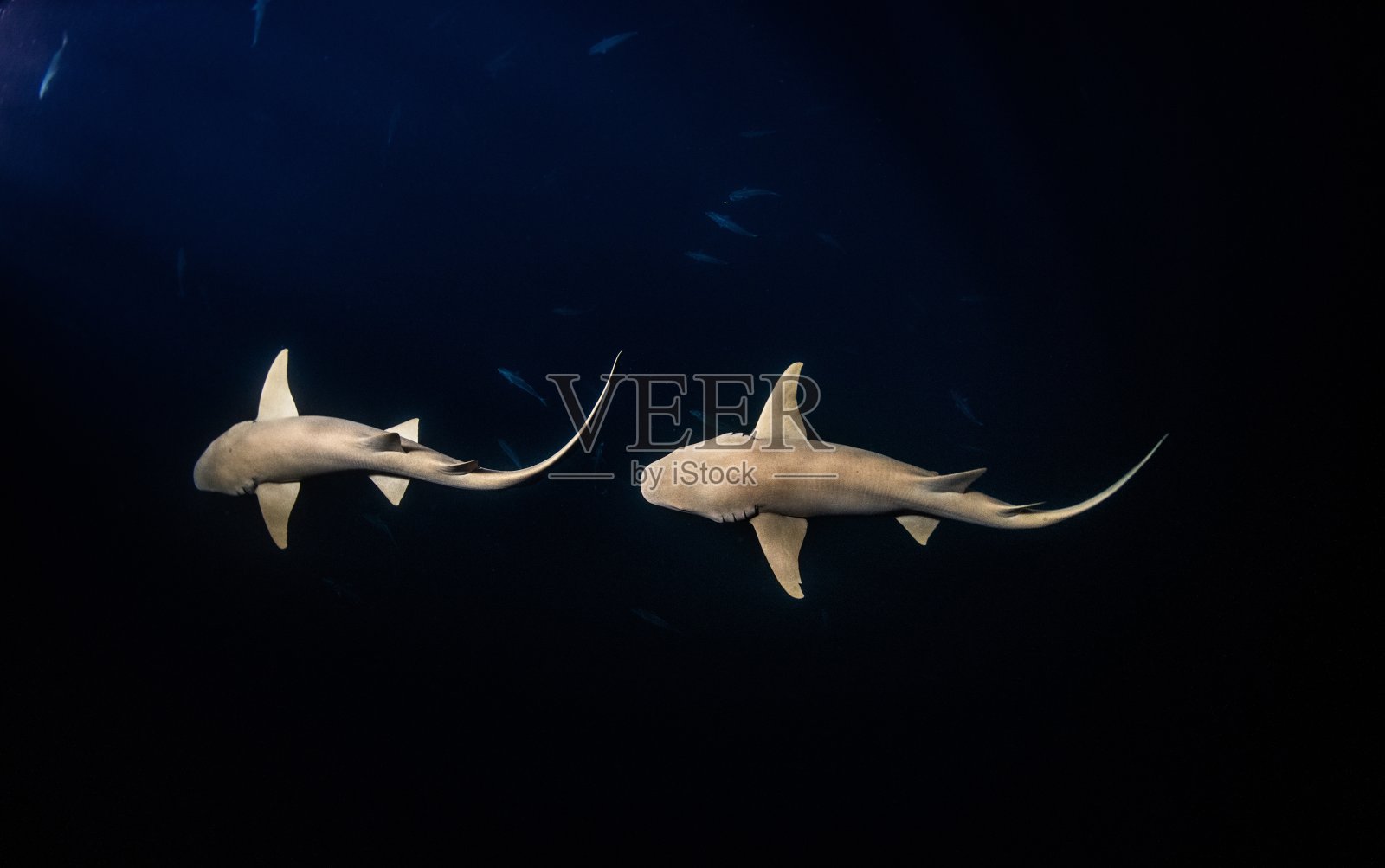 护士鲨鱼在夜间游泳照片摄影图片
