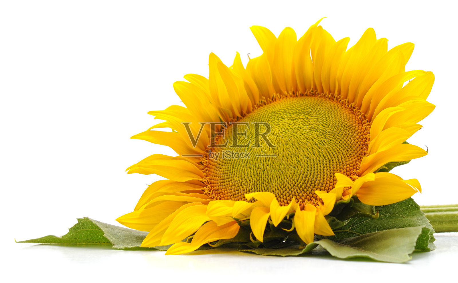 向日葵的种子。照片摄影图片