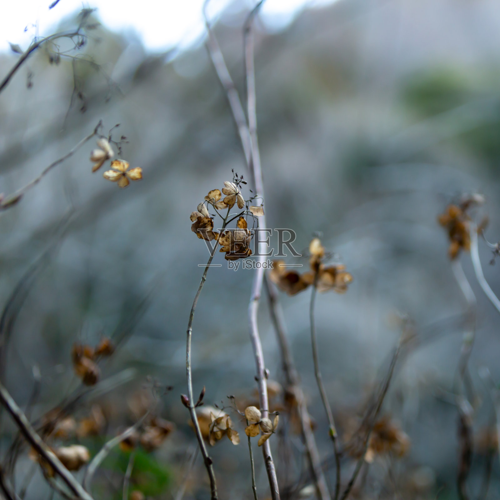 枯萎的绣球花照片摄影图片