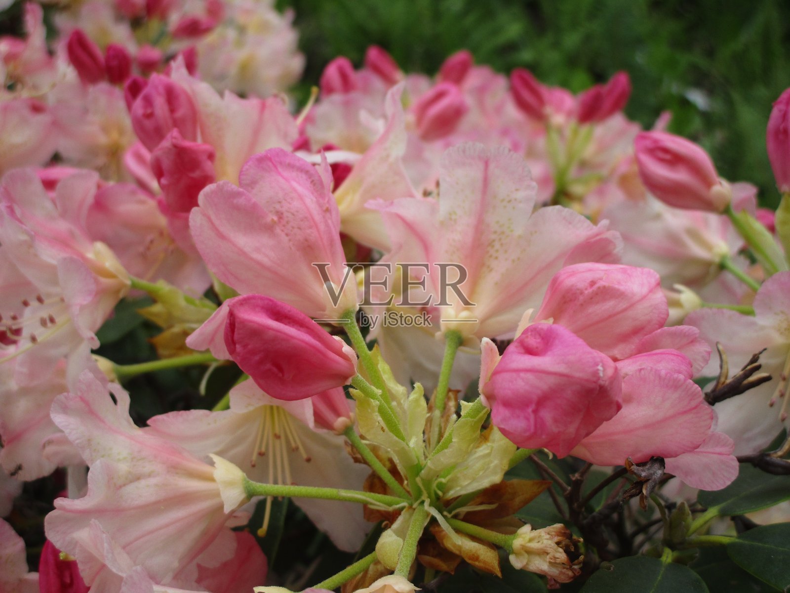 2019年亮粉色杜鹃花盛开照片摄影图片