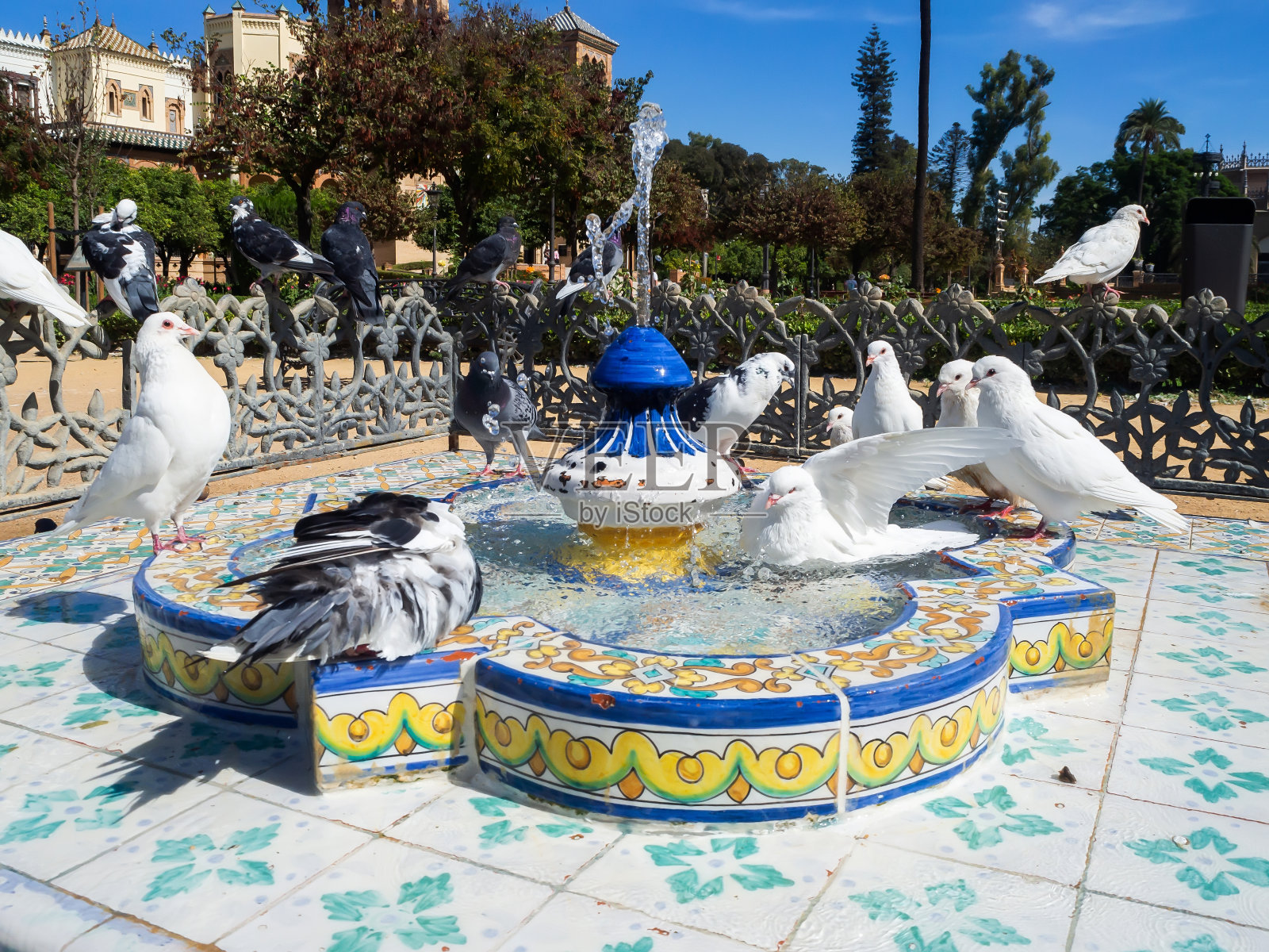 白鸽在塞维利亚市的喷泉中沐浴照片摄影图片
