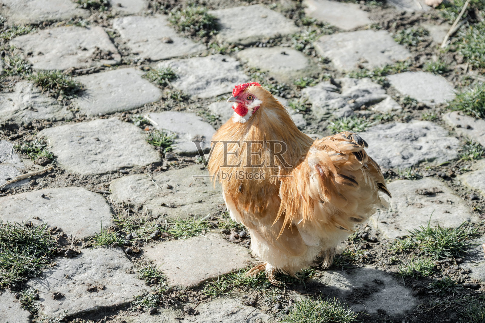 公鸡照片摄影图片