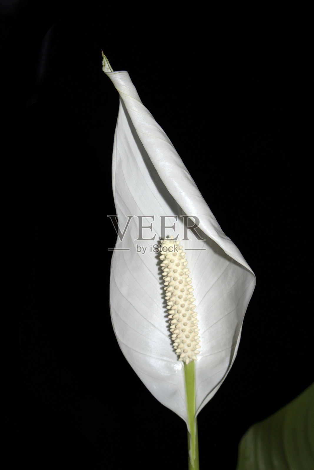 一个白色和平百合花在黑色背景上盛开的特写照片摄影图片