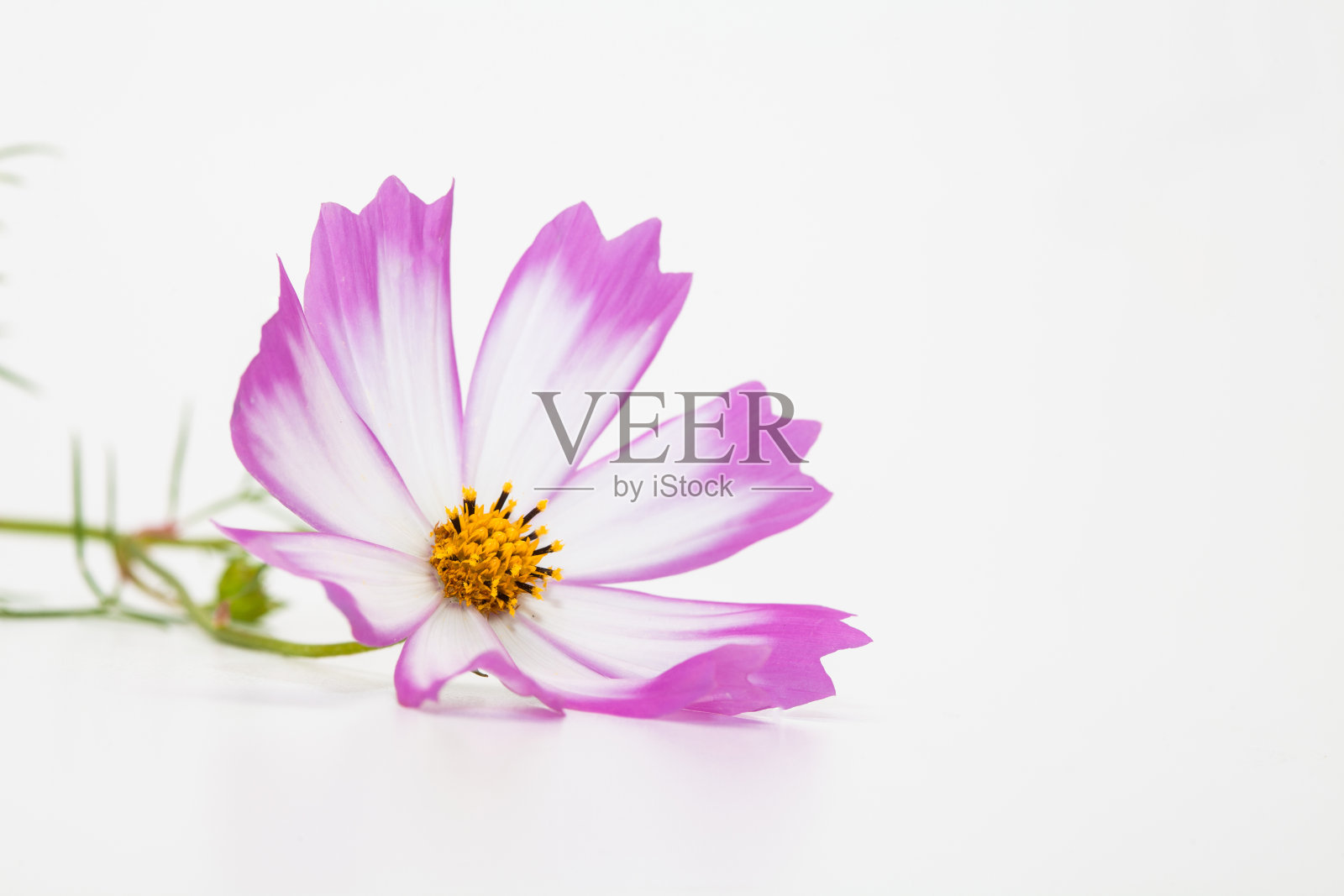 工作室拍摄的粉红色和白色的宇宙花孤立在白色装饰照片摄影图片