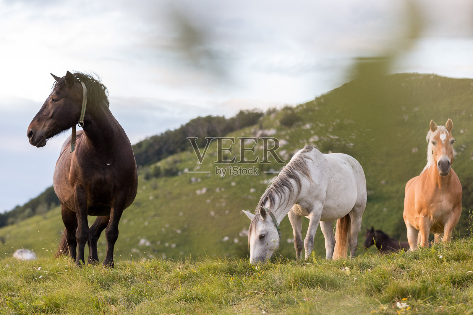 马照片摄影图片