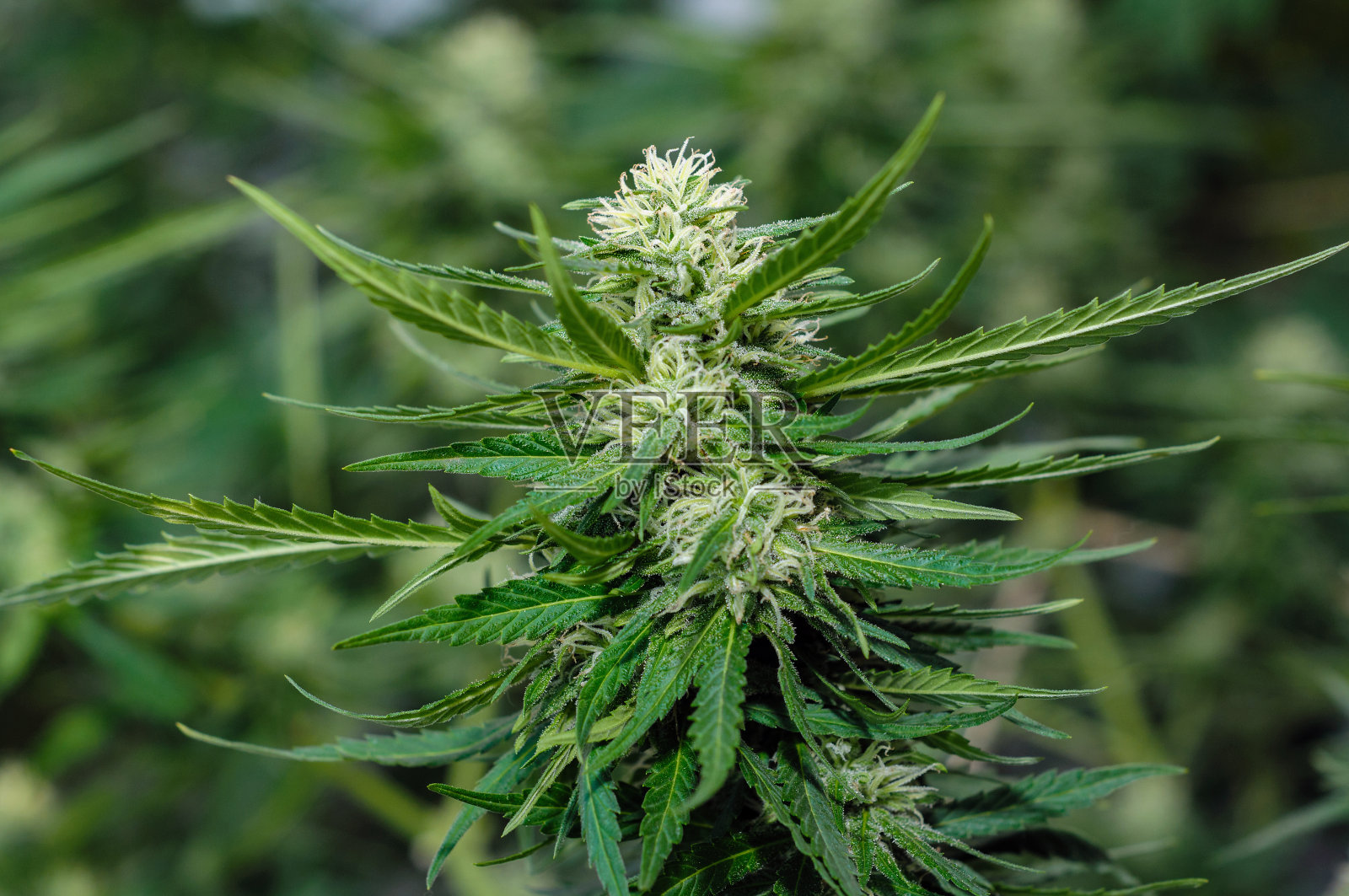 成熟的麻花照片摄影图片