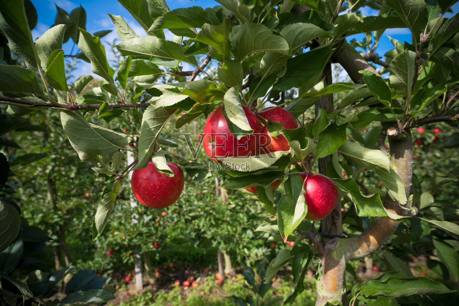 苹果园照片摄影图片