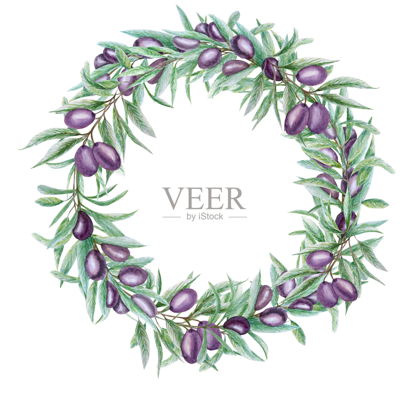 水彩黑橄榄树枝叶花环，现实橄榄插图在白色的背景，手绘框架。隔离边界设计的邀请，海报，贺卡，标签的概念。插画图片素材