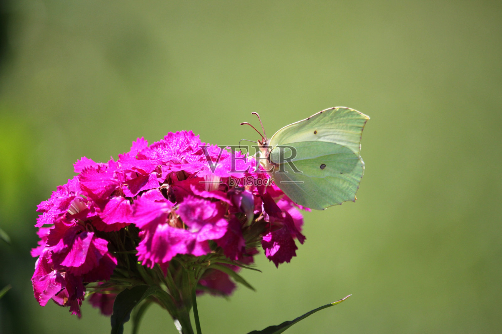 蝴蝶和粉红色的花照片摄影图片