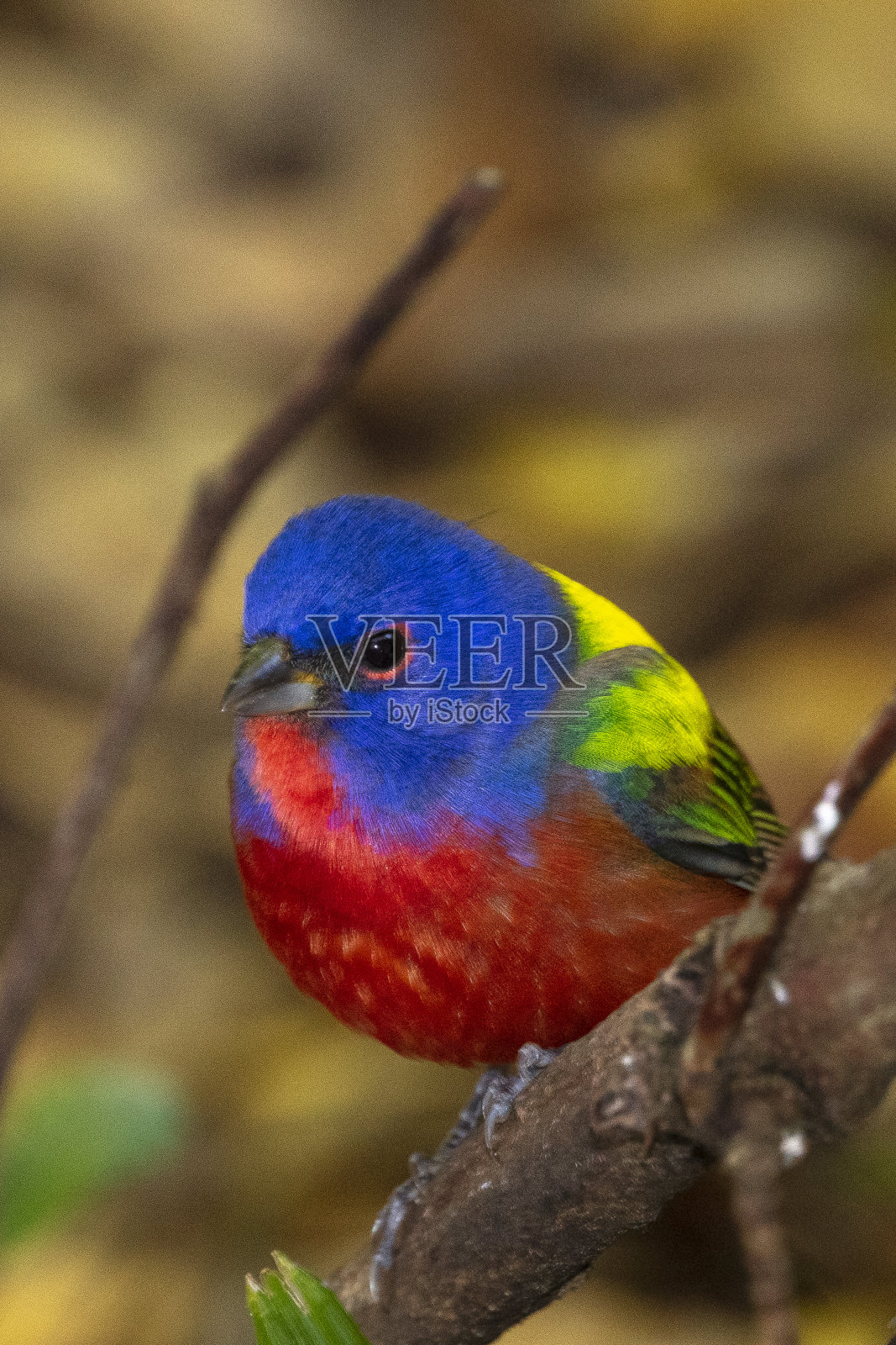 男性画彩旗照片摄影图片