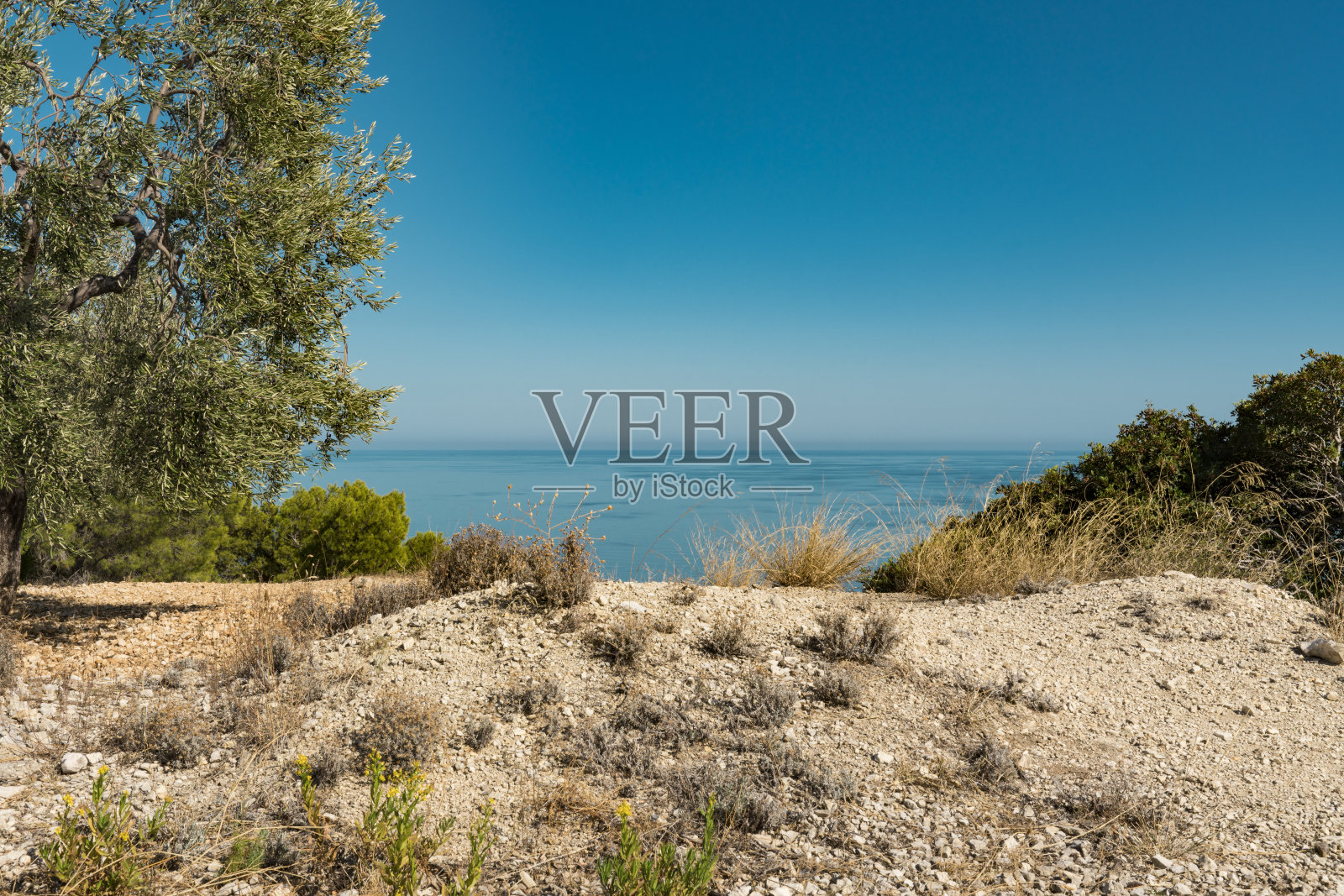 沿亚得里亚海的岩石和松树。Mattinata、意大利照片摄影图片