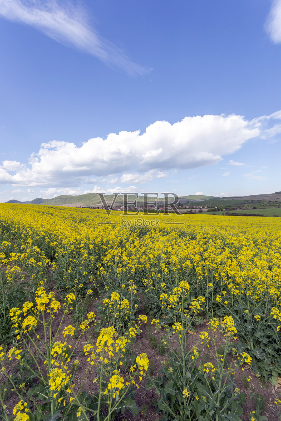 Zemplen的油菜田照片摄影图片
