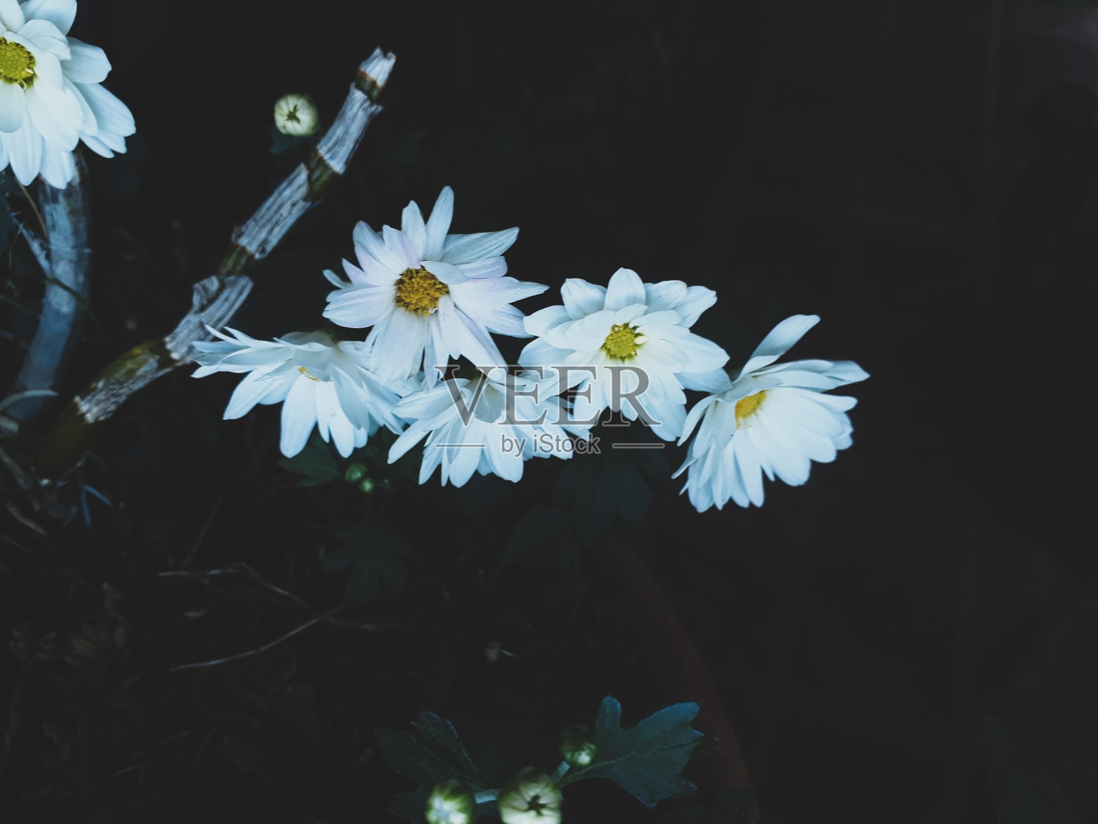 花照片摄影图片