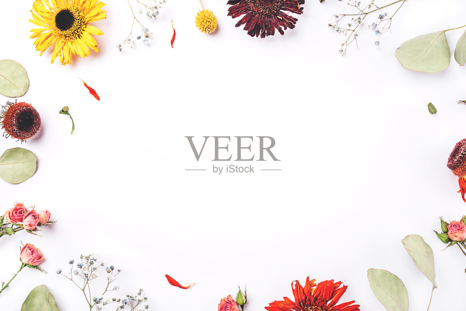 白色背景上的干花。照片摄影图片