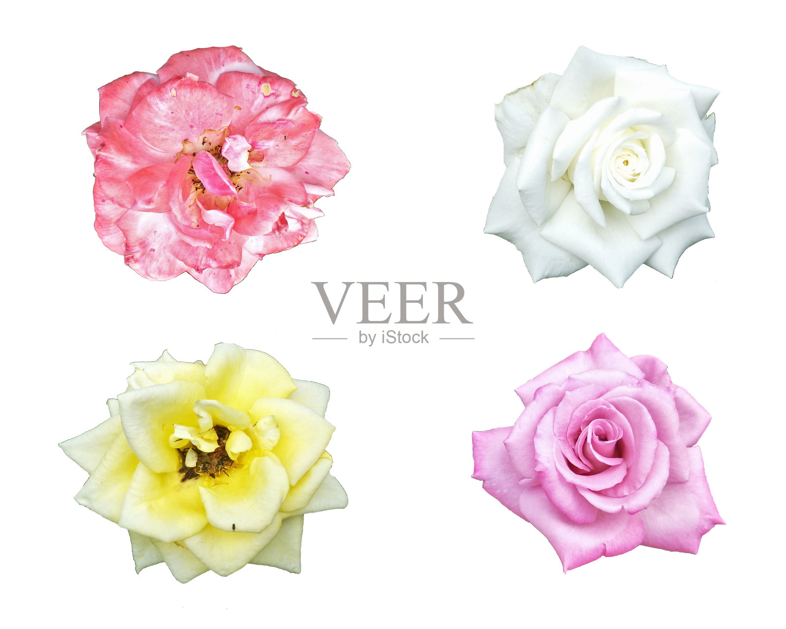 美丽的花孤立在白色的背景照片摄影图片