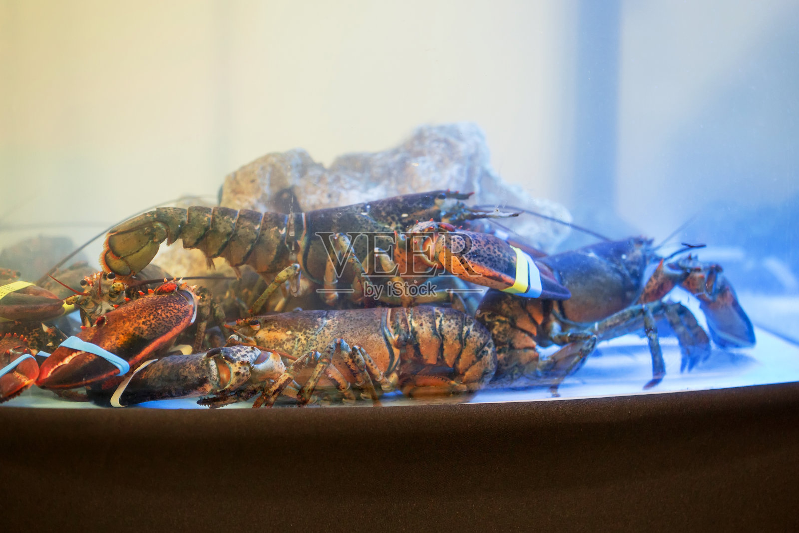 在海鲜餐厅的水族箱里，有活生生的绑着爪子的外来龙虾出售照片摄影图片