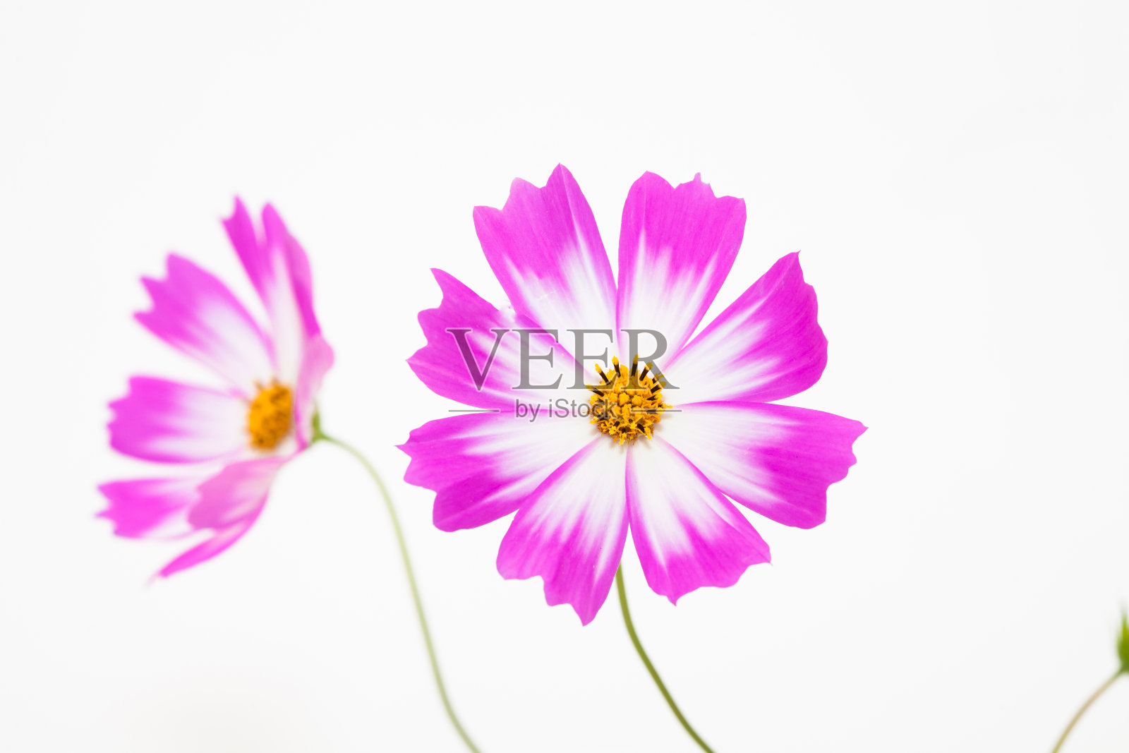 孤立的粉红色宇宙花上白色照片摄影图片