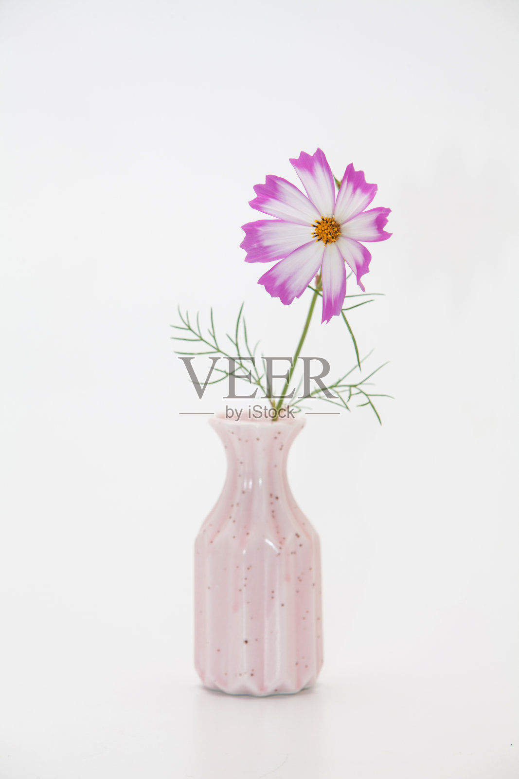 白色背景上的花瓶里的粉红色宇宙花照片摄影图片