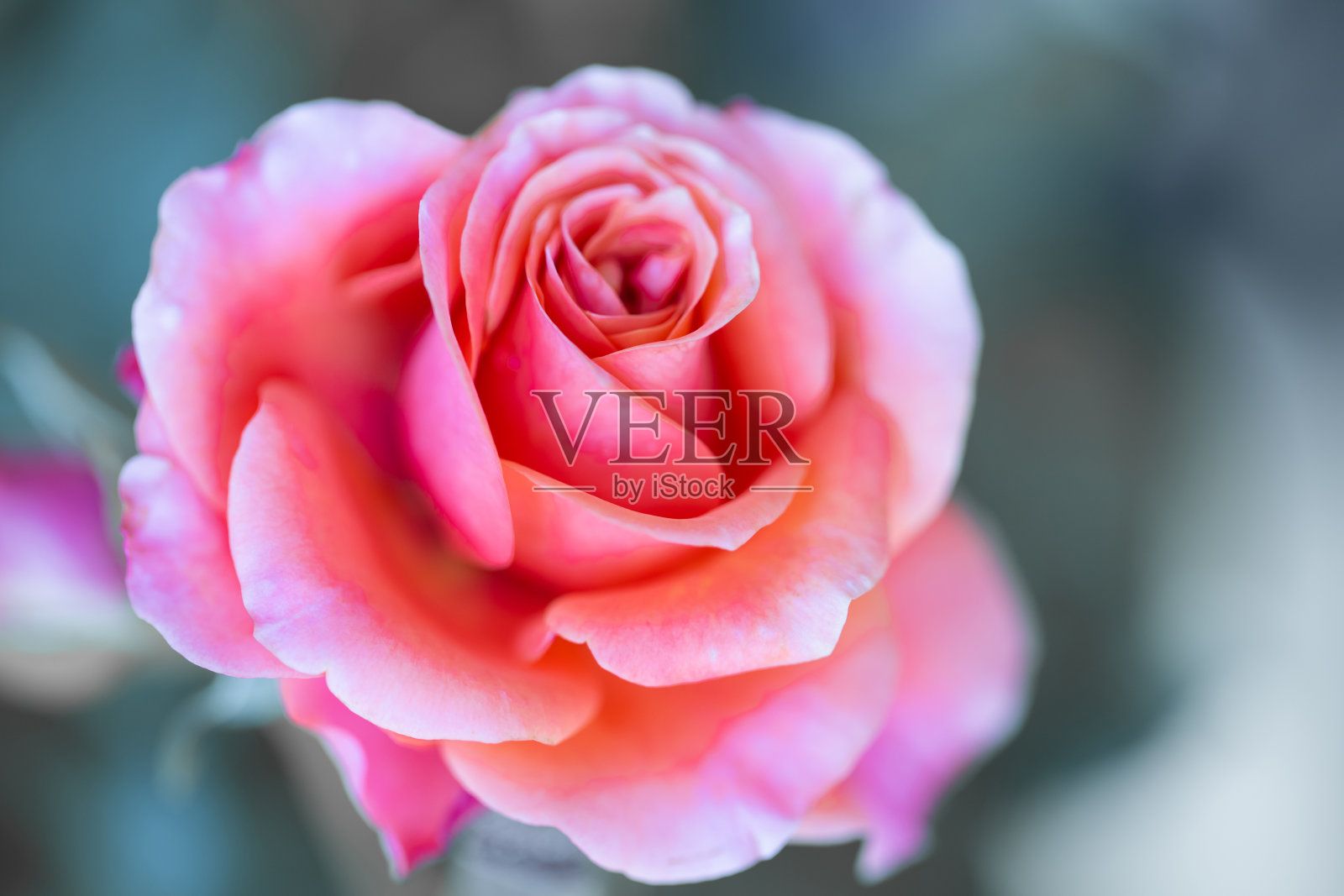 花:特写粉红玫瑰照片摄影图片