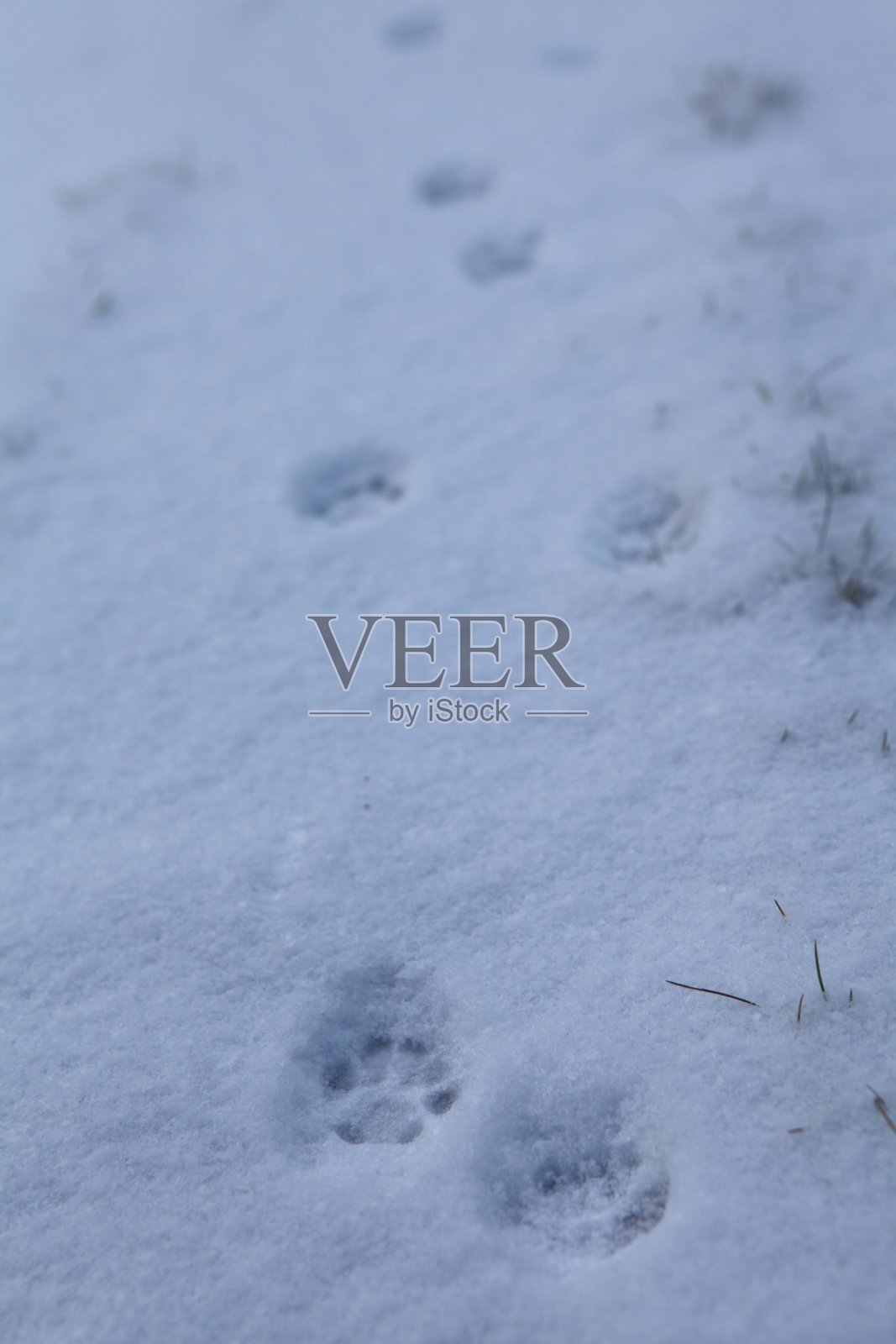 猫在初雪上留下的足迹。照片摄影图片