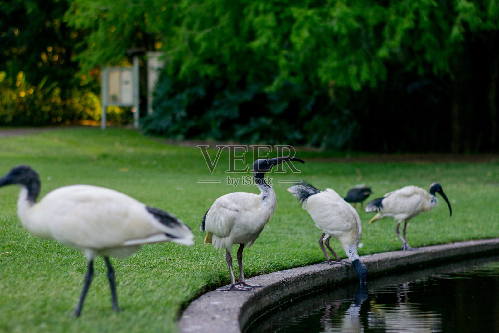 四只黑白相间的大朱鹭在湖边照片摄影图片