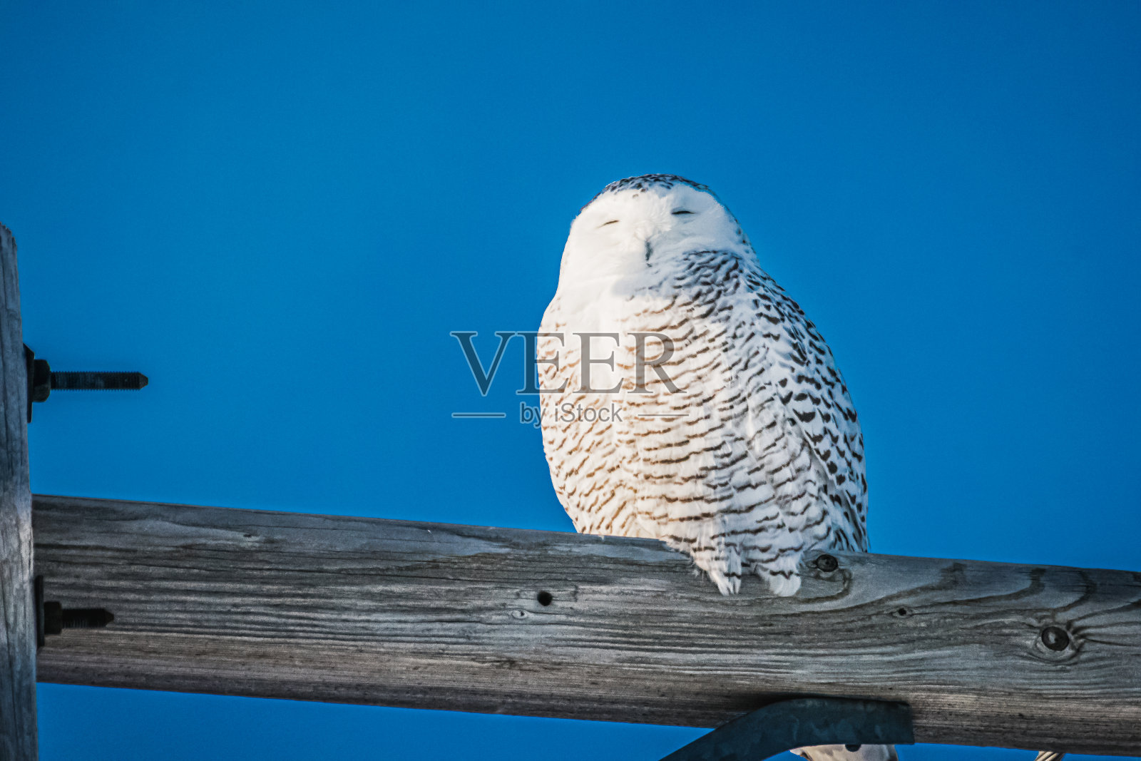 雪枭,电。照片摄影图片