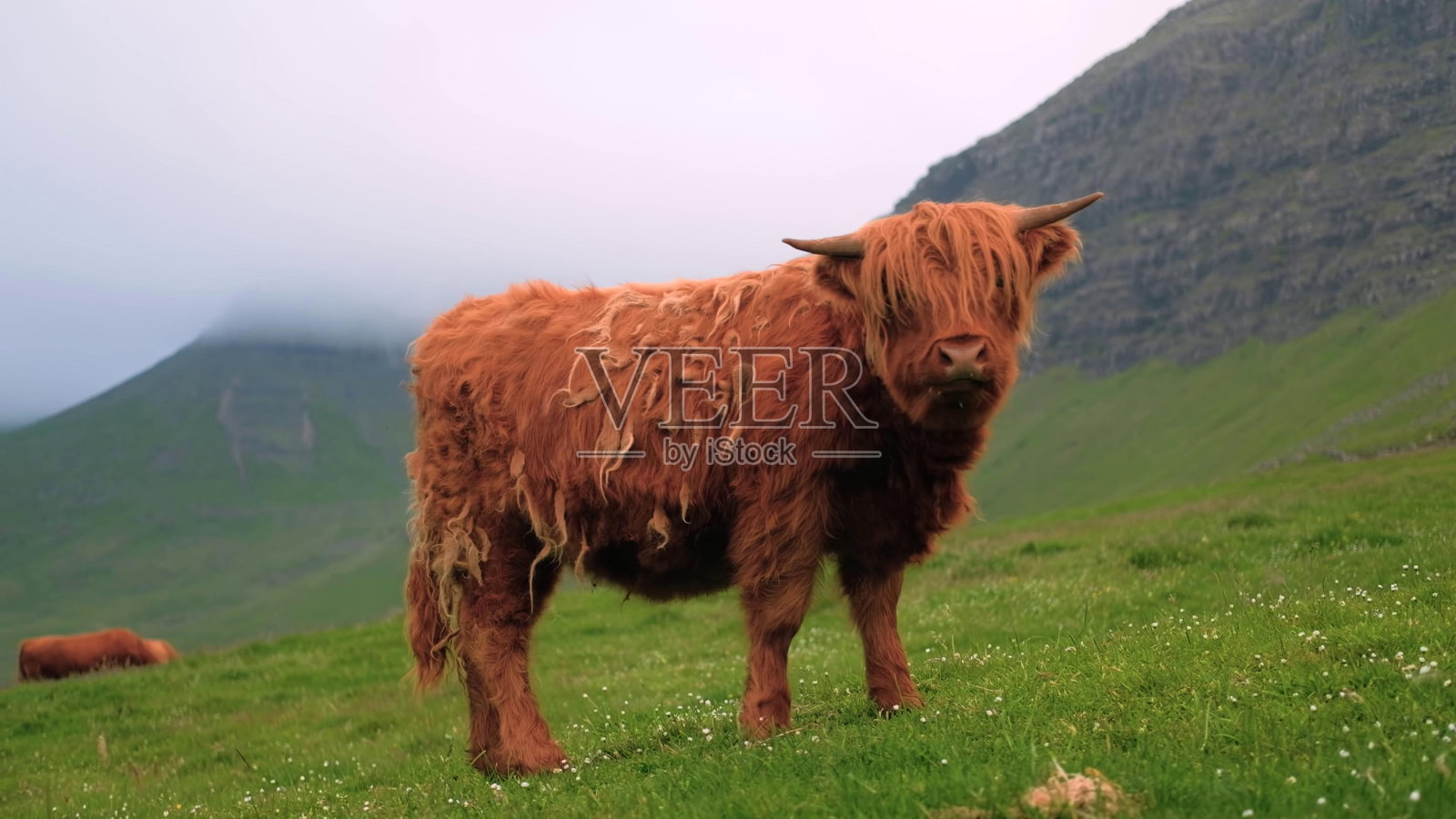 一头毛茸茸的棕色公牛站在山腰上照片摄影图片