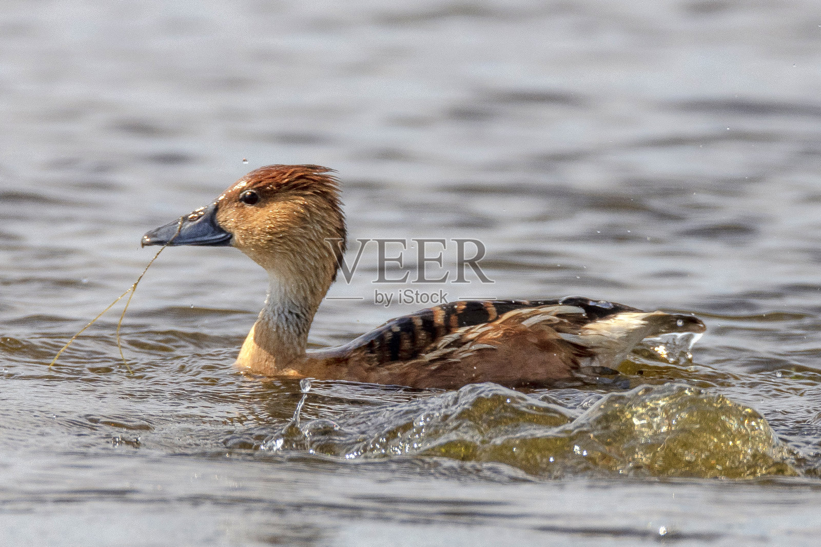 黄褐色的吹口哨鸭照片摄影图片