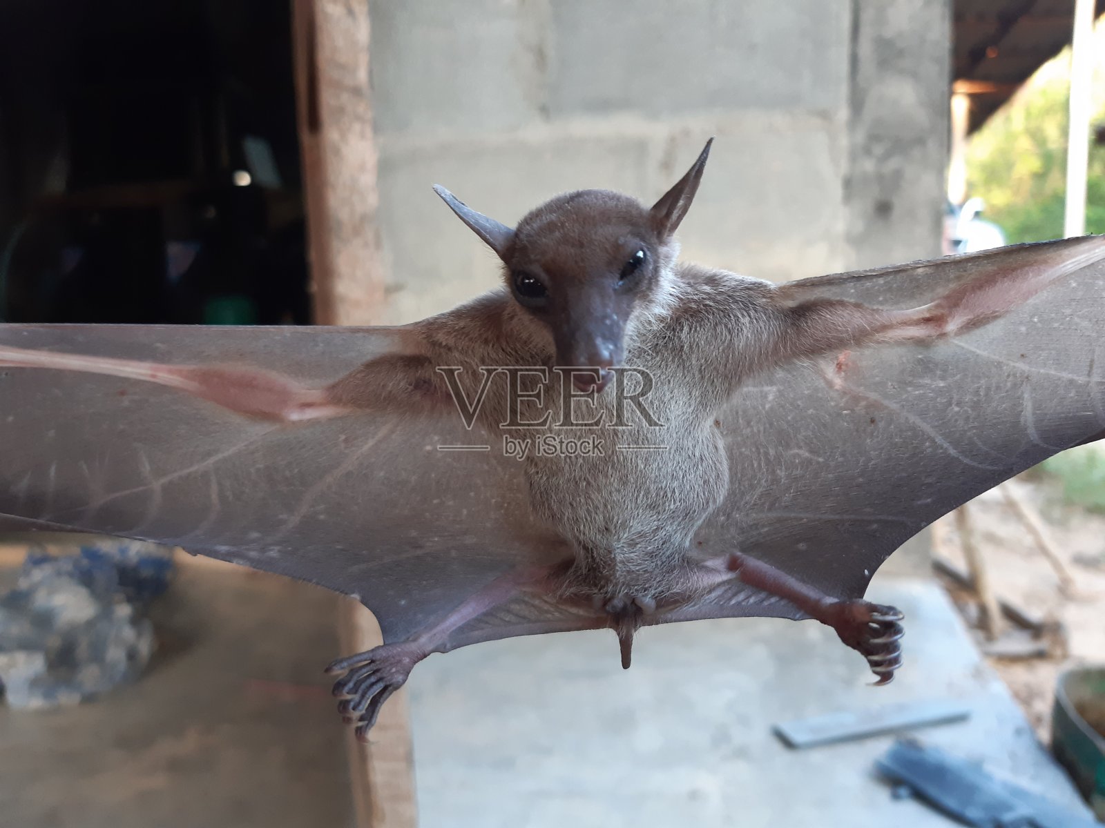 蝙蝠经常生活在热带地区。照片摄影图片