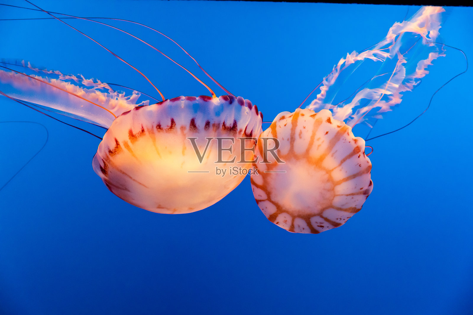 蒙特雷湾的照片2水母碰撞他们的铃铛在一个蓝色的背景照片摄影图片
