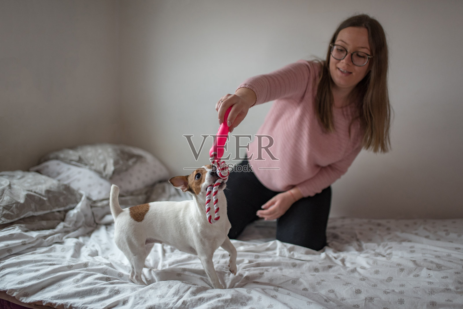 年轻女人和她的杰克罗素梗犬幼犬玩耍照片摄影图片