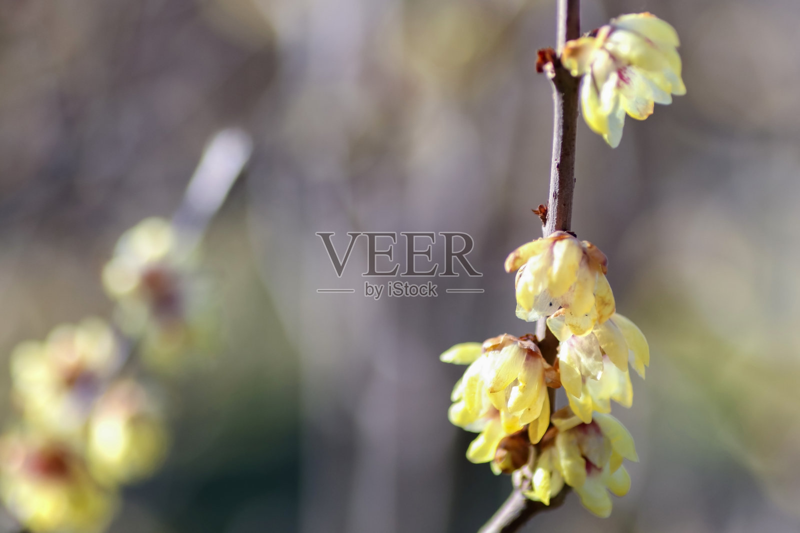 日本甜胡椒照片摄影图片