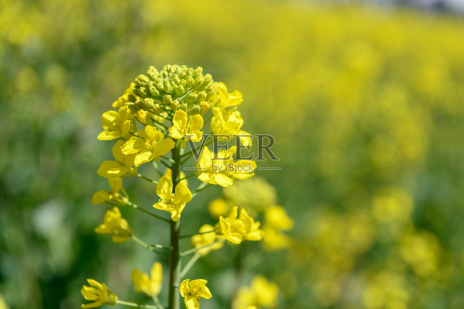 油菜花在春天开花照片摄影图片